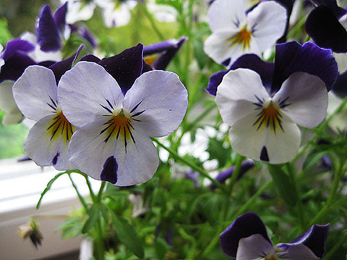 090520-styvmorsviol 090520-styvmorsviol