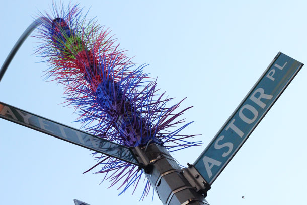 Flaming Cactus