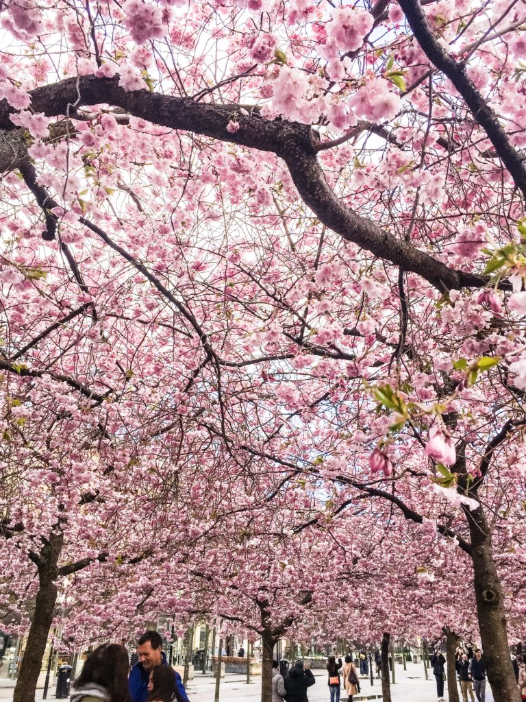 Körsbärsblommorna i Kungsträdgården