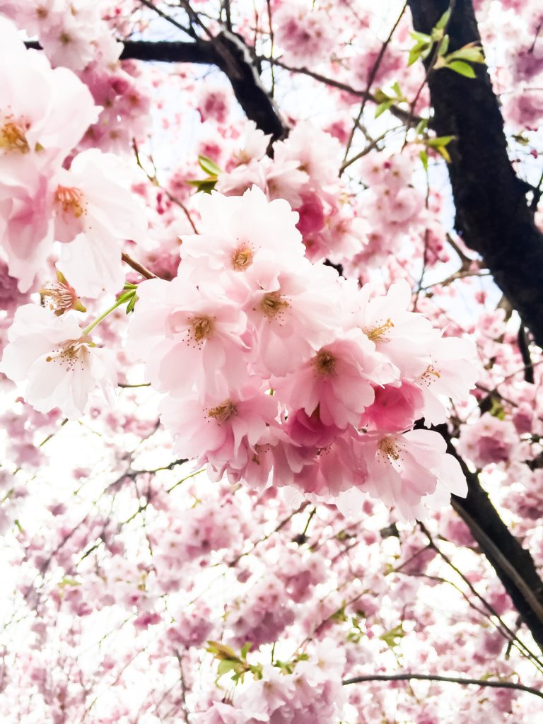 Körsbärsblommorna i Kungsträdgården