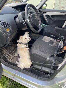 Leia vill följa med i bilen