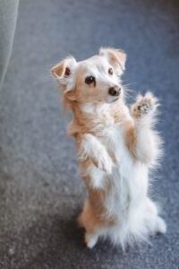 Leia tricks